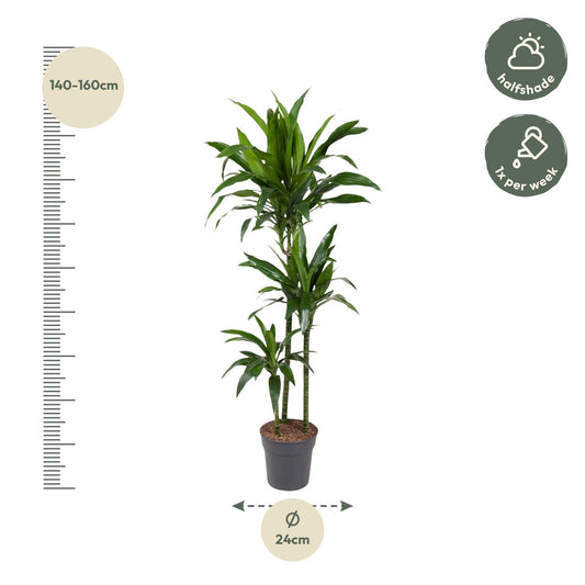 Dracaena Janet Craig – 150 cm – pflegeleichte Zimmerpflanze