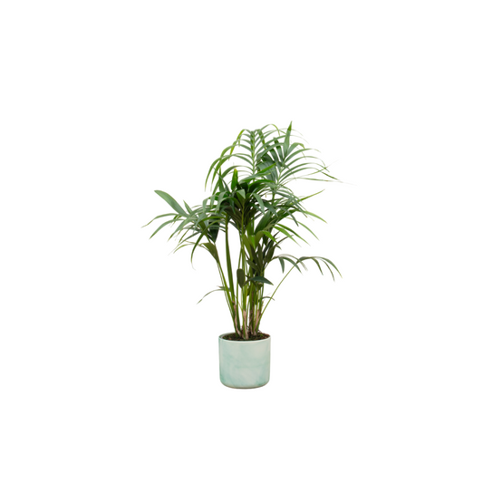 Kentia-Palme mit Elho Ocean Round Topf Ø22 – 130 cm