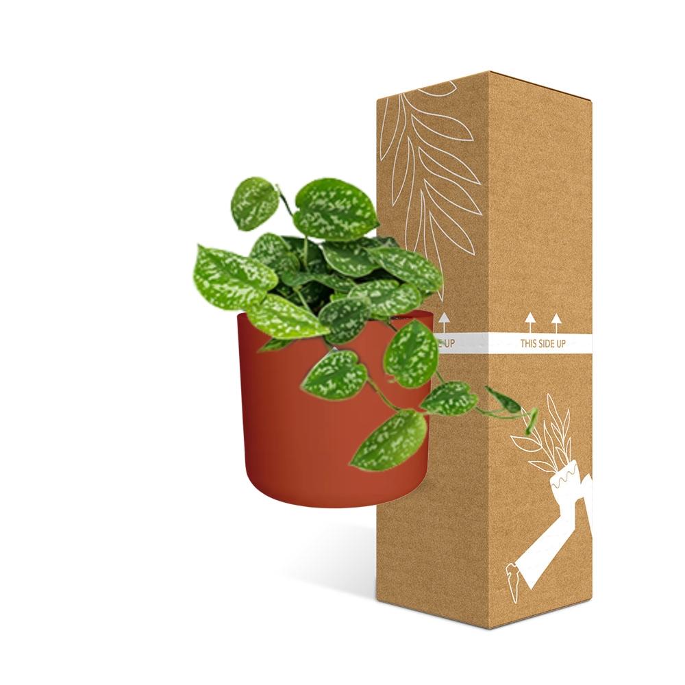 Scindapsus Pictus ‘Argyraeus’ in ELHO b.for soft rond 14cm brique