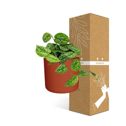 Scindapsus Pictus ‘Argyraeus’ in ELHO b.for soft rond 14cm brique