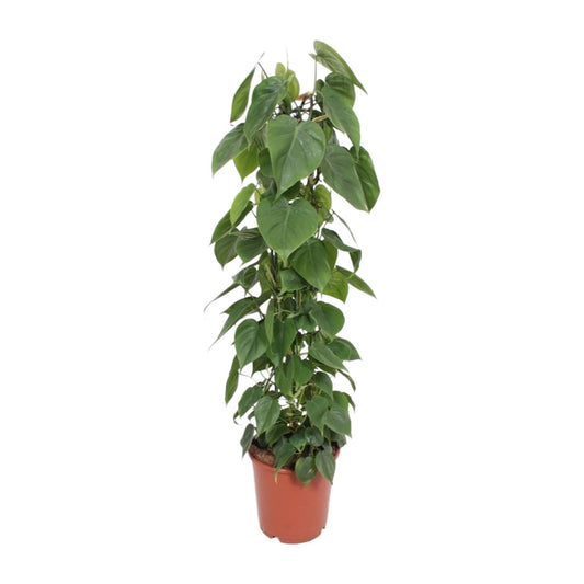 Philodendron Scandens – Pflegeleichte Kletter-Zimmerpflanze Ø24cm