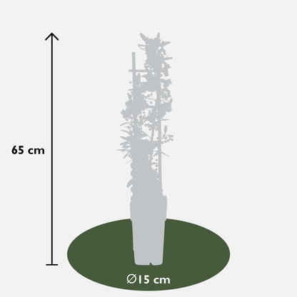 Feuerdorn Red Star – Immergrüner, pflegeleichter Gartenstrauch Ø23cm