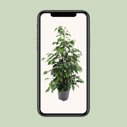 Ficus benjamina Danielle – Pflegeleichter Zimmerbaum Ø21cm