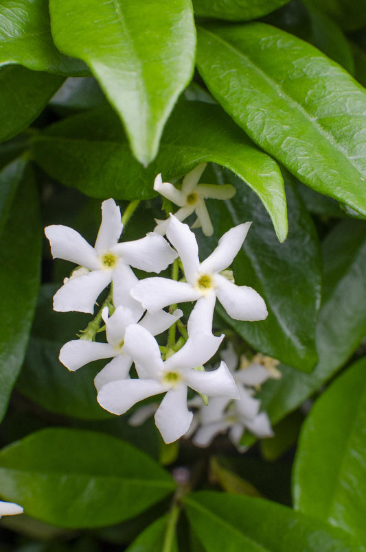 2x Trachelospermum 'Star of Venice' – Sternjasmin Ø15cm, 65cm hoch