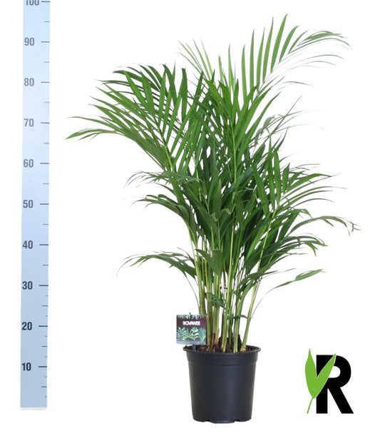 Dypsis Lutescens Bambuspalme Ø19cm – ca. 100cm hoch