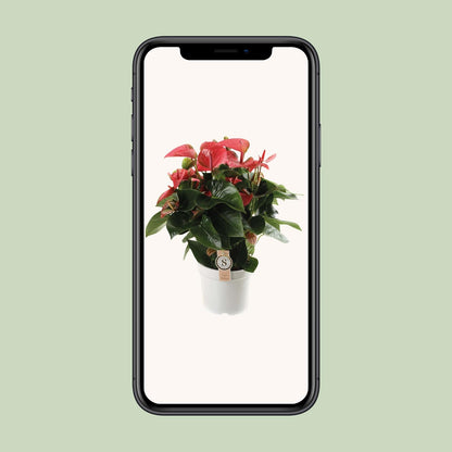 Anthurium Pink Champion – Pflegeleichte tropische Zimmerpflanze Ø21cm