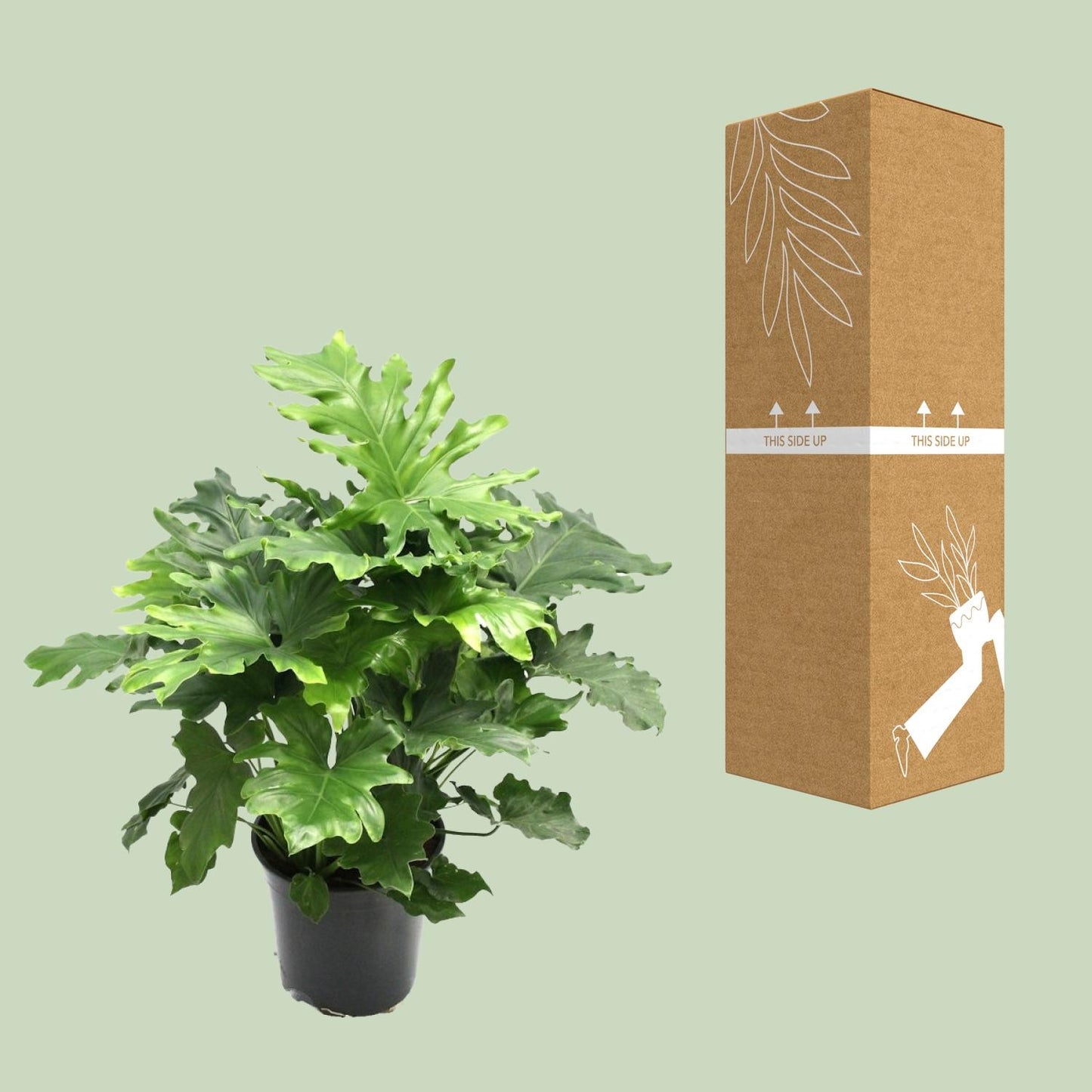 Philodendron Xanadu – Pflegeleichte tropische Zimmerpflanze Ø21cm