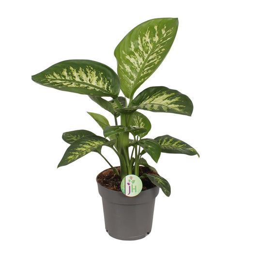 Dieffenbachia Reeva – Exotische, pflegeleichte Zimmerpflanze Ø17cm