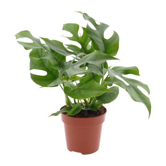 Monstera Minima Ø12cm – Pflegeleichte Zimmerpflanze