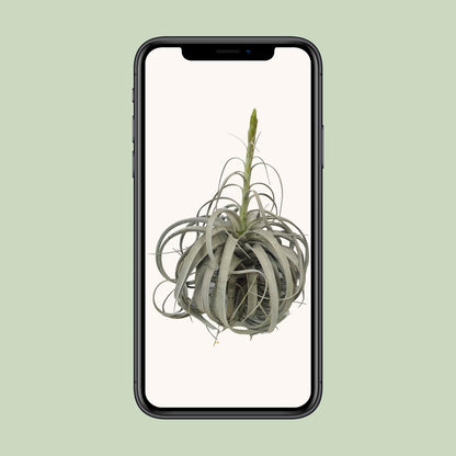Tillandsia Xerographica – Pflegeleichte Luftpflanze Ø35cm