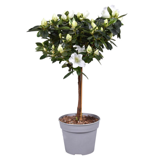 Azalee auf Stamm Weiß – Ø13cm, ca. 40cm