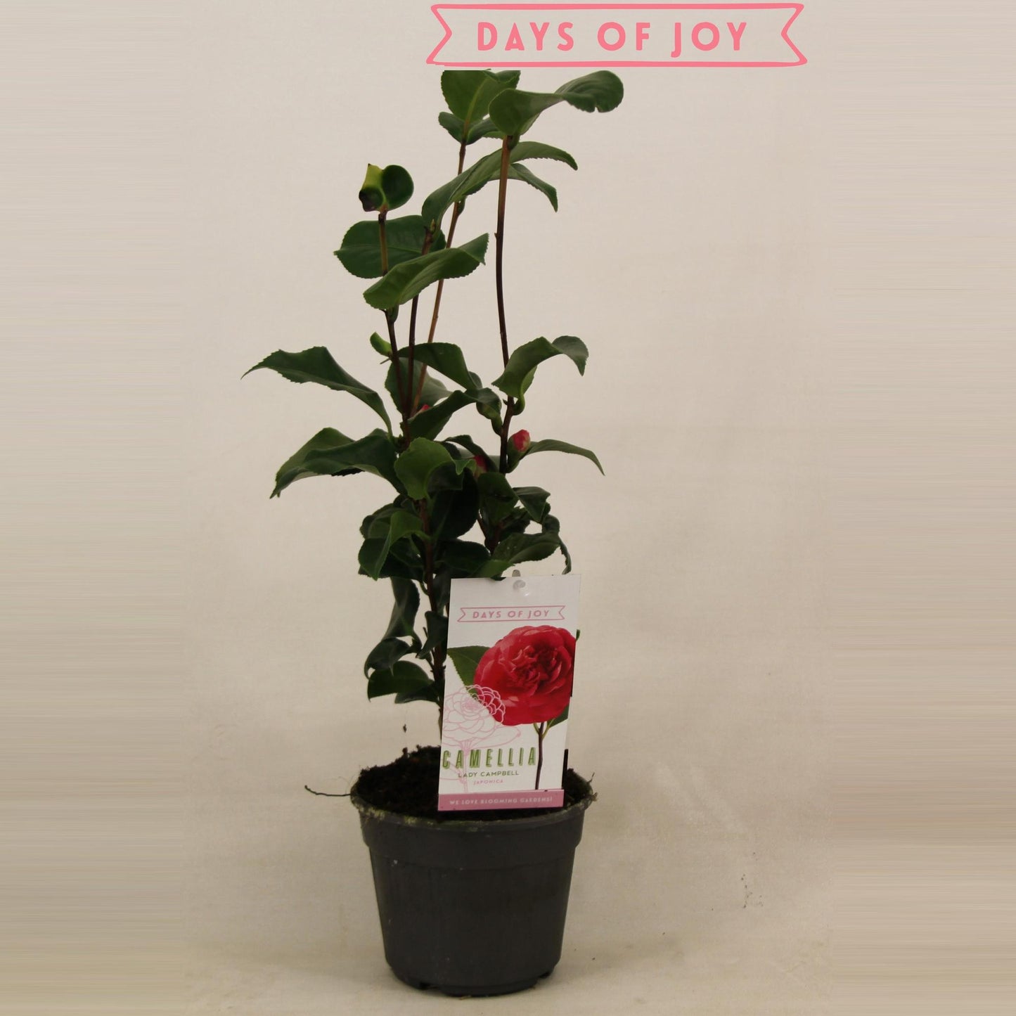 Camellia Japonica 'Lady Campbell' – Pflegeleichte Blütenpracht