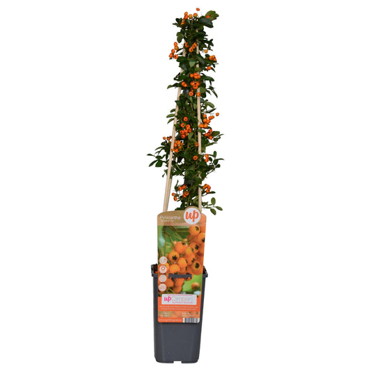 Feuerdorn 'Soleil d'Or' – Pflegeleichter Gartenstrauch mit leuchtenden Beeren