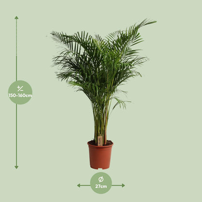 Dypsis Lutescens - Pflegeleichte Zimmerpflanze Ø27cm, 160cm hoch