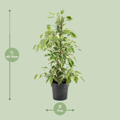 Ficus Benjamina Golden King – Pflegeleichte Zimmerpflanze Ø17cm