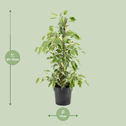 Ficus Benjamina Golden King – Pflegeleichte Zimmerpflanze Ø17cm