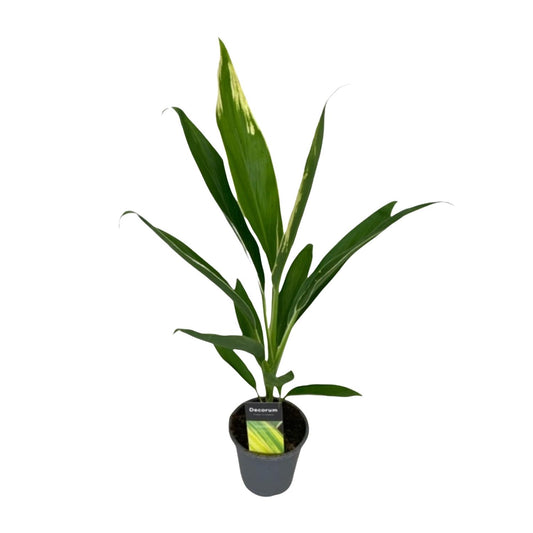 Cordyline Conga – Pflegeleichte tropische Zimmerpflanze Ø12cm