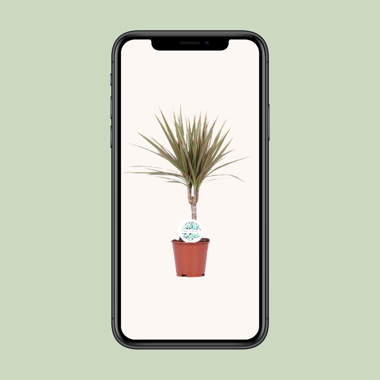 Dracaena Bicolor – Pflegeleichte Luftreiniger-Pflanze Ø14cm
