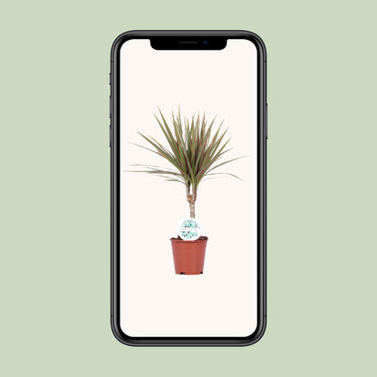 Dracaena Bicolor – Pflegeleichte Luftreiniger-Pflanze Ø14cm