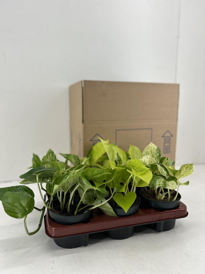 Epipremnum Mix - 6 Stücke - Ø12cm - ↕15cm