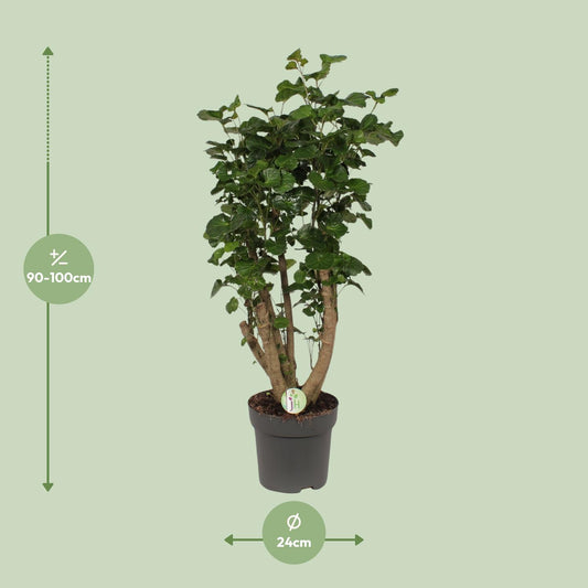 Polyscias Lemon – Bogenaralie Zimmerpflanze 95 cm