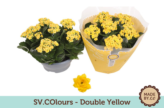 Kalanchoe Double Yellow – Pflegeleichte, leuchtende Sukkulente Ø23cm