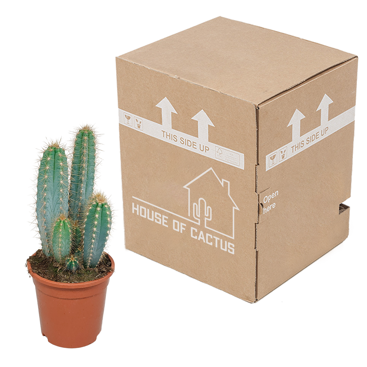 Pilosocereus azureus – Blauer Säulenkaktus 17 cm