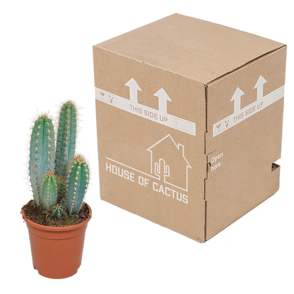 Pilosocereus azureus – Blauer Säulenkaktus 17 cm