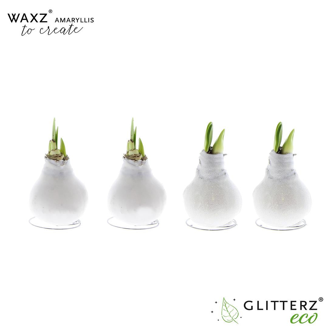 Amaryllis Waxz To Create White – 4er Set, Ø7 cm, 15 cm Höhe