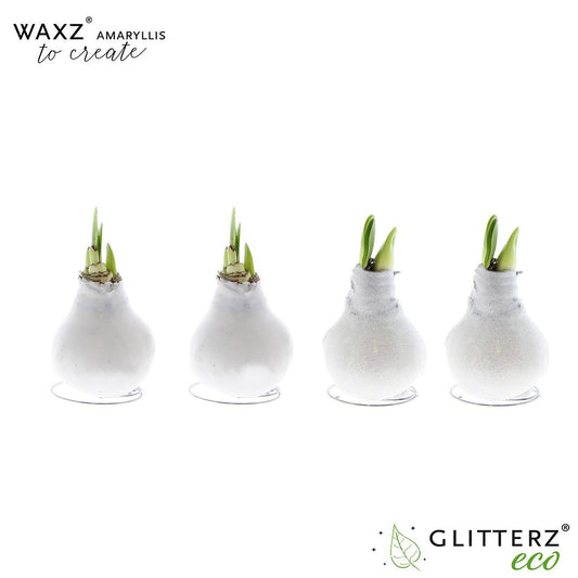 Amaryllis Waxz To Create White – 4er Set, Ø7 cm, 15 cm Höhe
