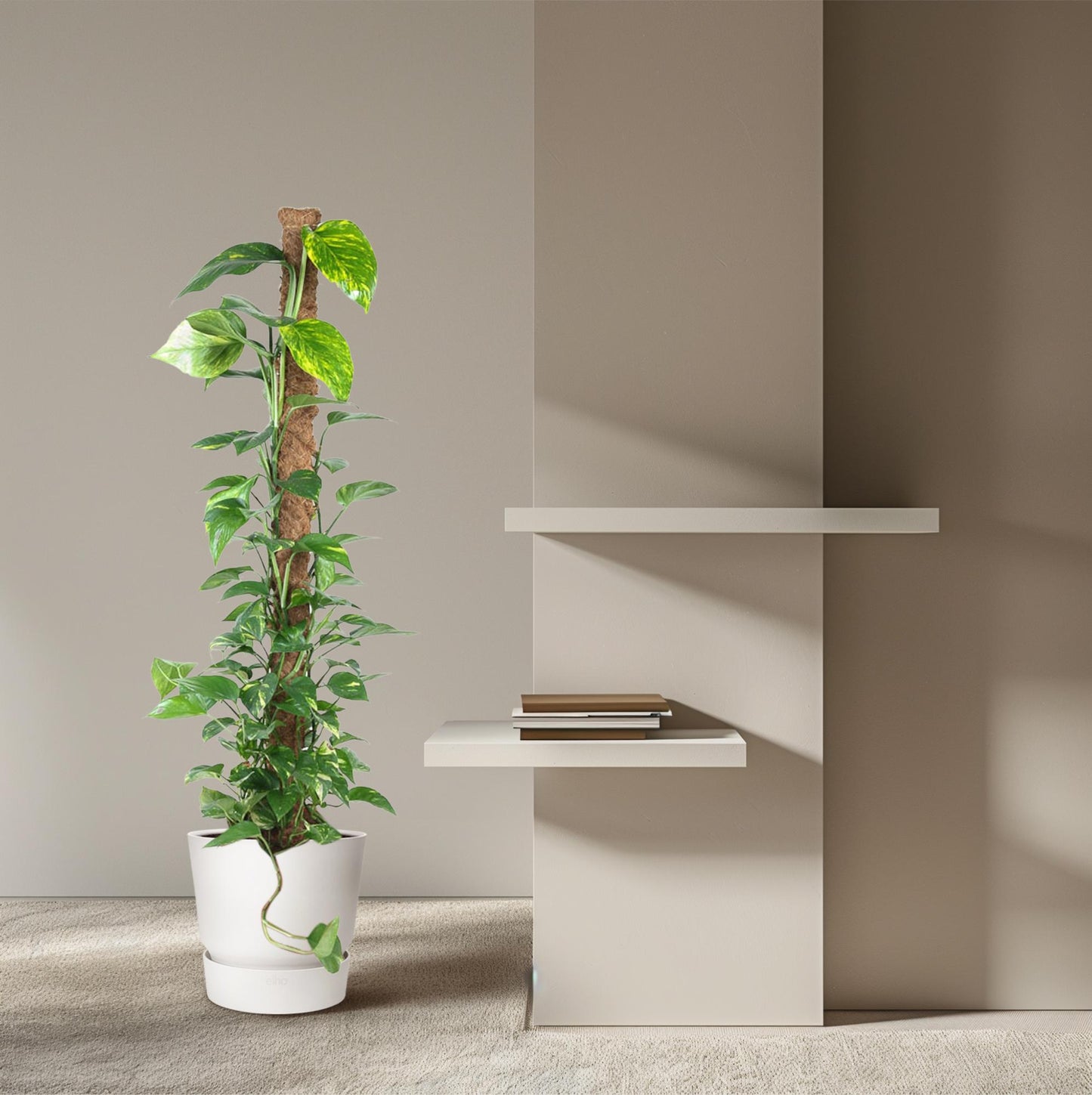 Epipremnum Pinnatum Mosstok – Pflegeleichte Kletterpflanze 150 cm