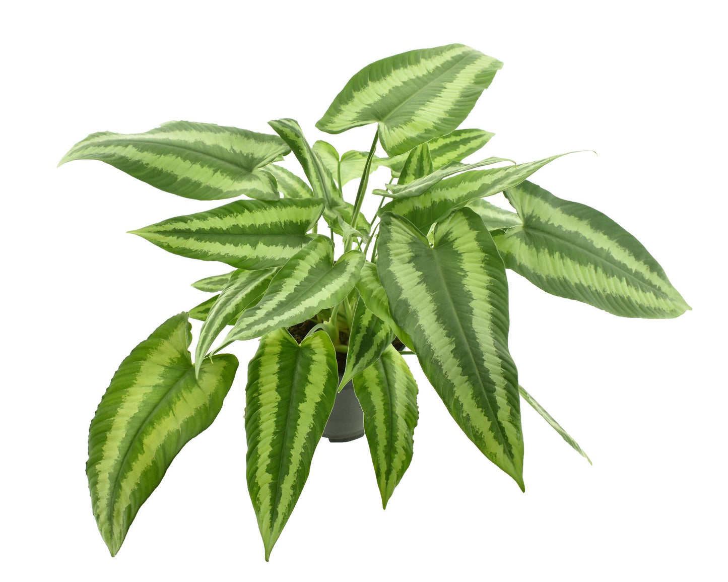 Schismatoglottis Wallichii – pflegeleichte Zimmerpflanze Ø14cm