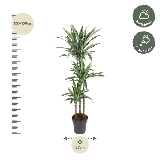 Dracaena Warneckei – Pflegeleichte Zimmerpflanze 100 cm