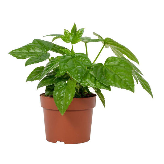 Fatsia Japonica – Pflegeleichte Japanische Aralie im 12 cm Topf