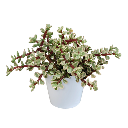 Portulacaria afra Variegata 10,5cm – pflegeleichte Sukkulente im weißen Topf