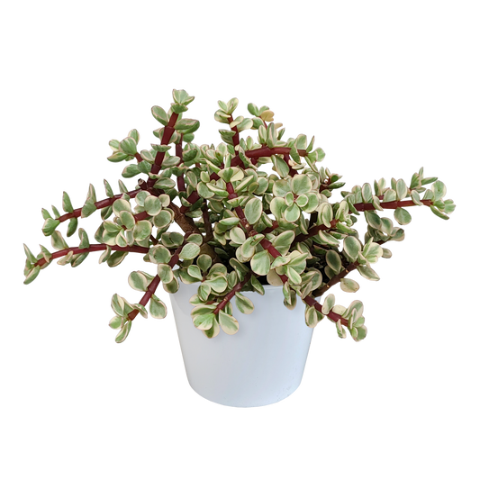 Portulacaria afra Variegata 10,5cm – pflegeleichte Sukkulente im weißen Topf