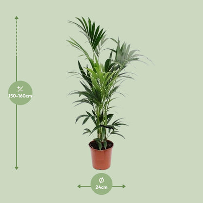 Kentia Palme – Elegante, pflegeleichte Zimmerpflanze Ø24cm