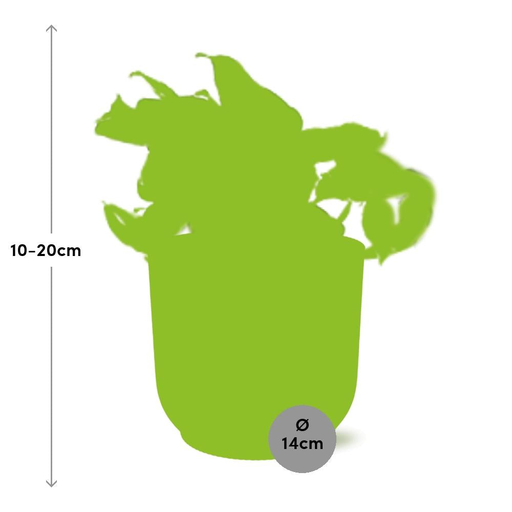 Epipremnum Pinnatum Happy Leaf – pflegeleichte Zimmerpflanze 14cm