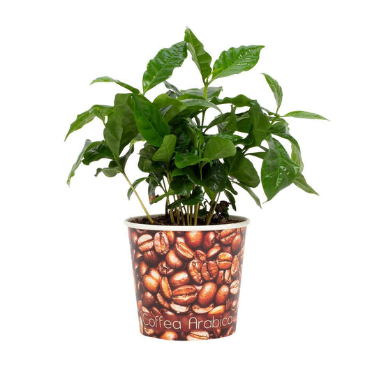 Kaffeepflanze (Coffea Arabica) im 12 cm Topf – pflegeleicht & exotisch