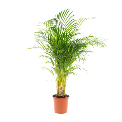 Areca-Palme Ø21cm – Luftreinigende tropische Zimmerpflanze bis 130cm