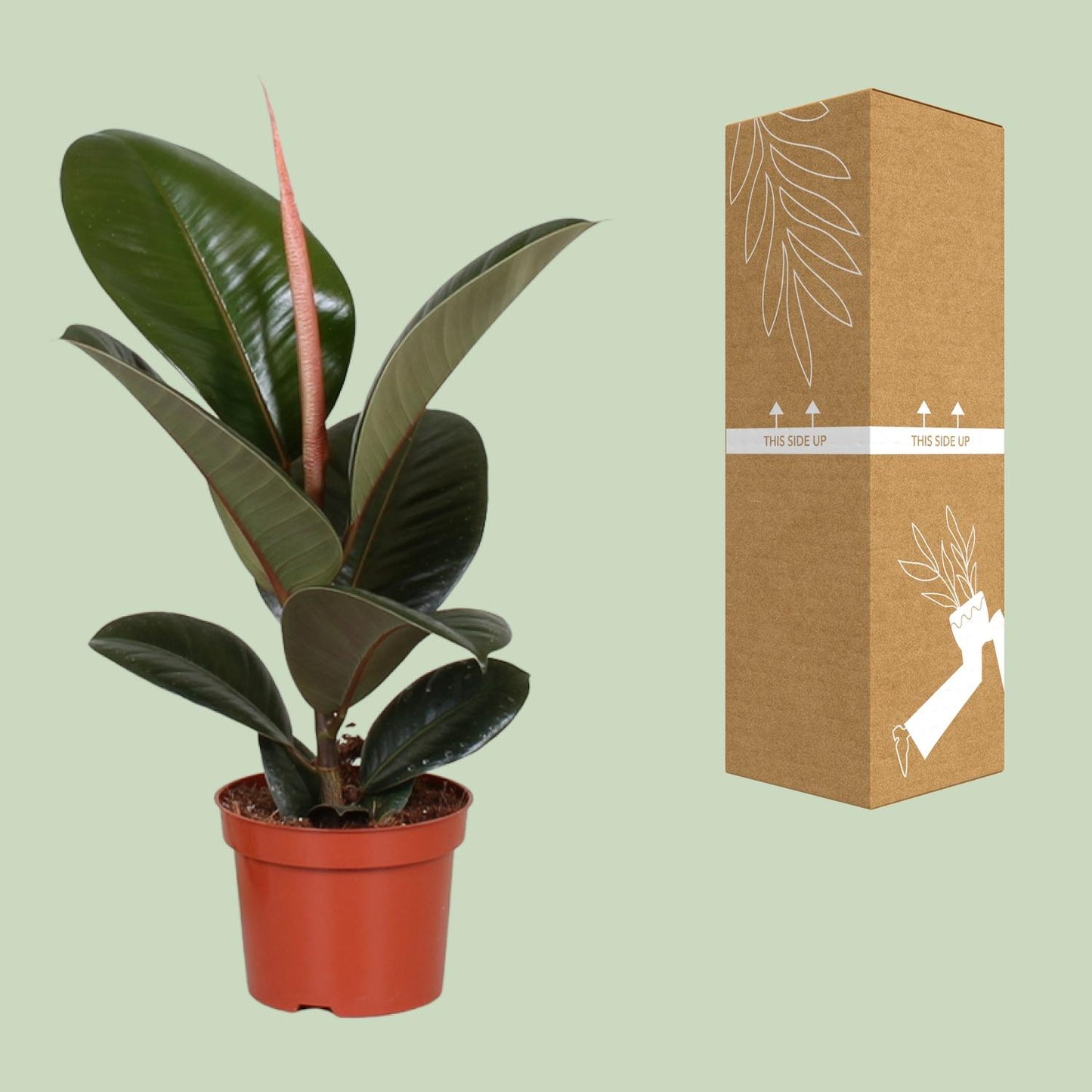 Ficus Elastica Robusta – Pflegeleichte Zimmerpflanze Ø12cm