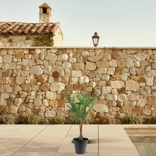 Trachycarpus Fortunei – Robuste Fächerpalme 90-100 cm