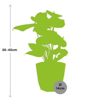 Anthurium Red 12 cm in ELHO b.for rock 14 cm warm grey