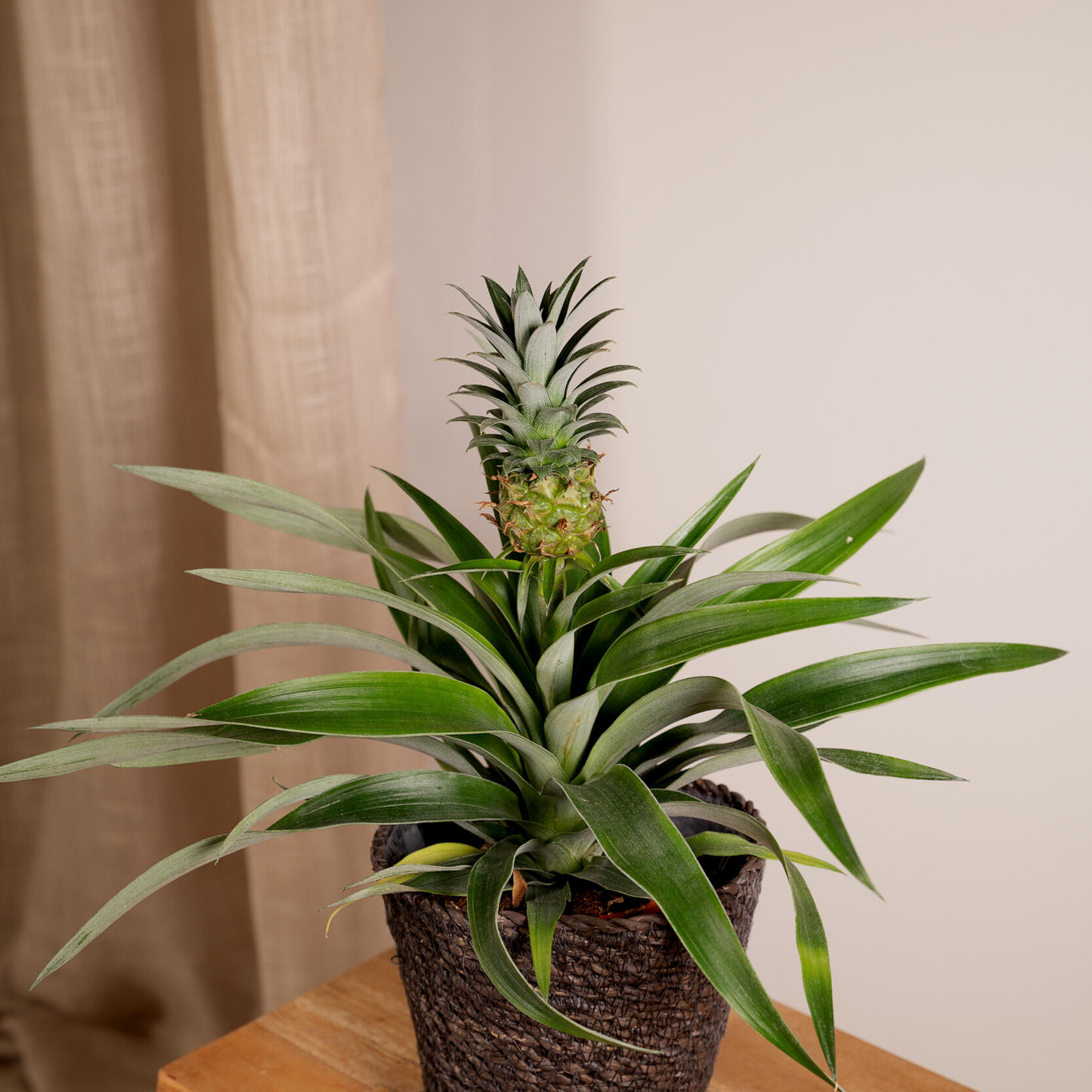 Bromelia (Ananaspflanze) – 2er-Set Ø12cm, ca. 30cm hoch