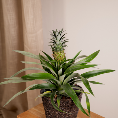 Bromelia (Ananaspflanze) – 2er-Set Ø12cm, ca. 30cm hoch