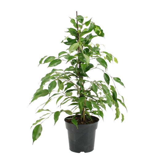 Ficus Benjamina Danita – Pflegeleichte Zimmerpflanze Ø17cm