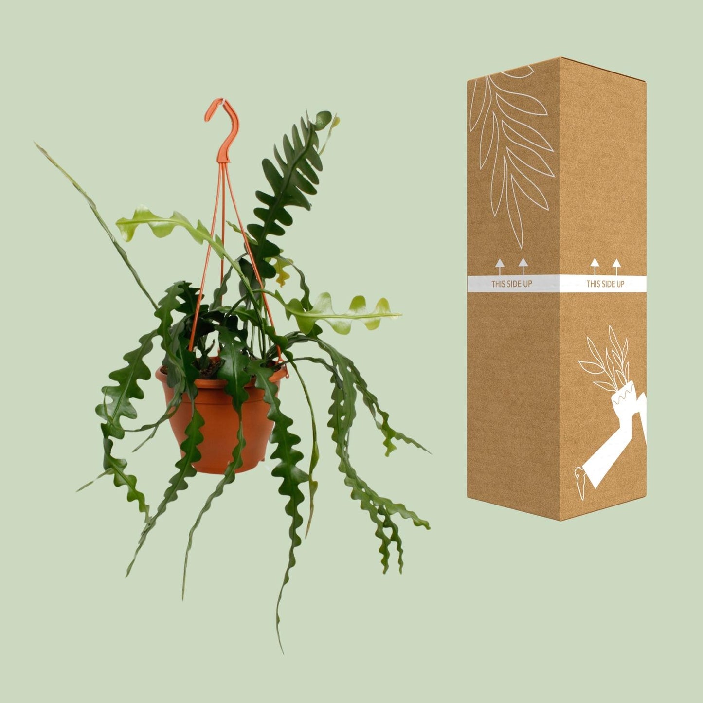 Epiphyllum Anguliger – Trendige pflegeleichte Zimmerpflanze Ø17cm