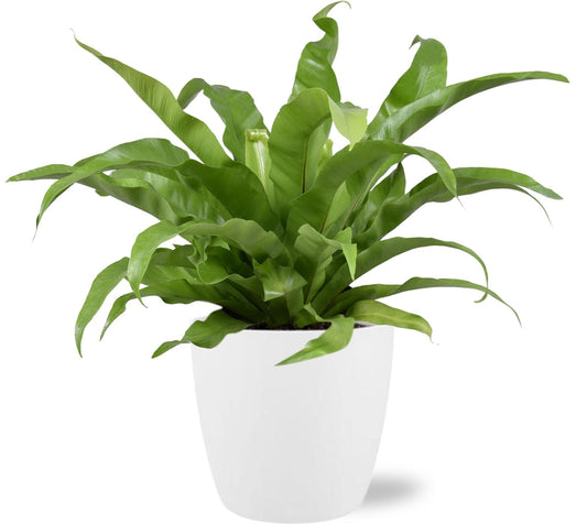 Asplenium Antiquum – Japanischer Nestfarn Ø17cm mit Weißem Topf