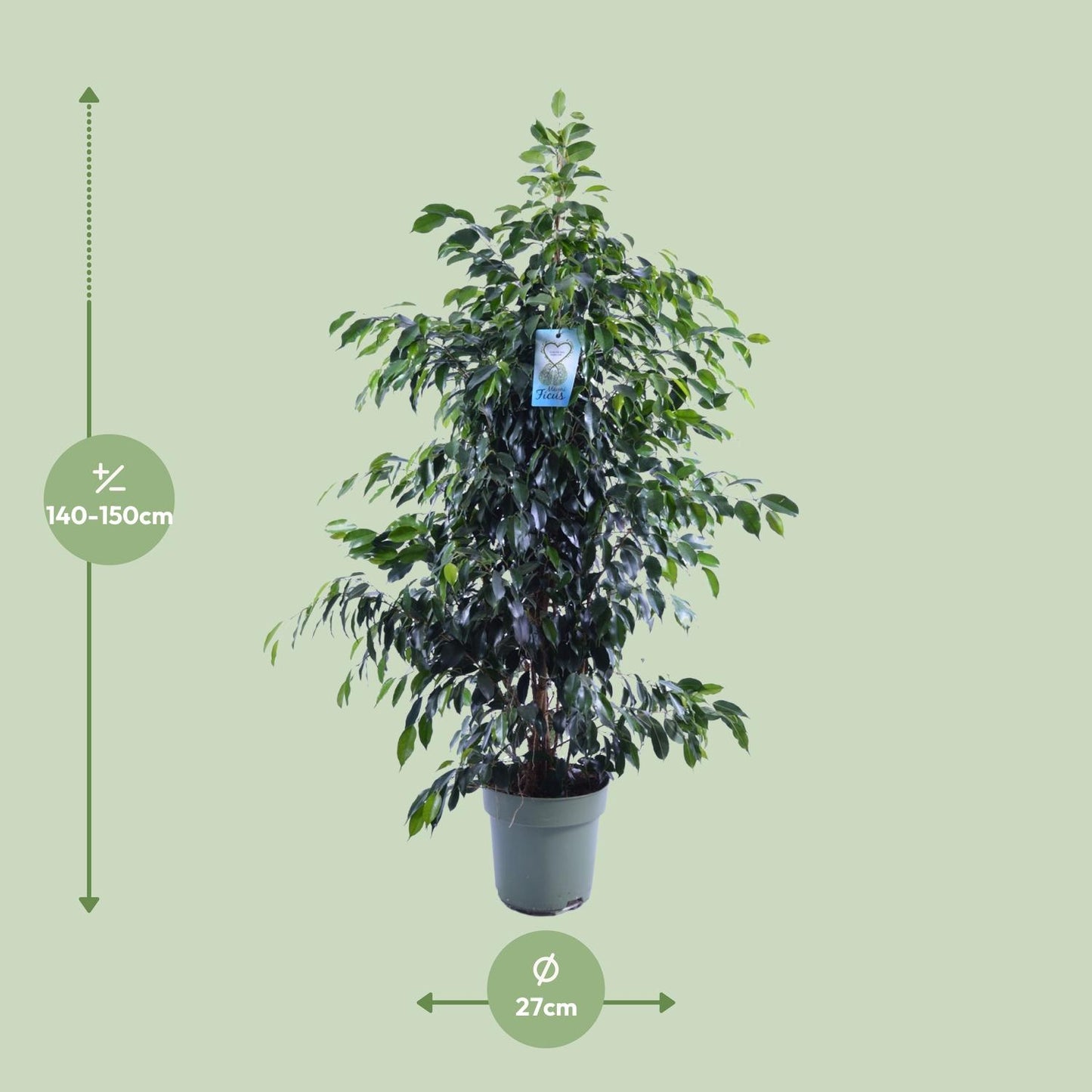 Ficus Benjamina Danielle – Eleganter Feigenbaum Ø27cm, 150cm hoch
