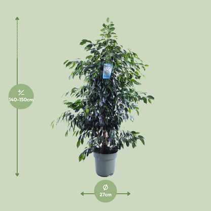 Ficus Benjamina Danielle – Eleganter Feigenbaum Ø27cm, 150cm hoch